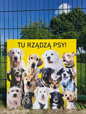 Tu rządzą psy - akcja społeczna - Tablica ze zdjęciami psów